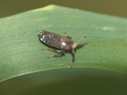 Réf. 282 039 : Asiraca clavicornis